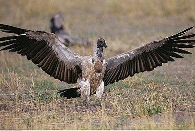 《葛叶雷道复刻版：超力兵团奇谭》新预告片 登场人物介绍！